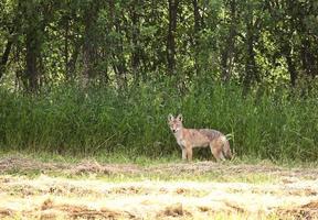 coyote joven en un campo de heno de saskatchewan foto