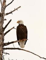 Bald Eagle perched in tree photo