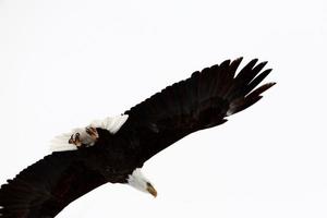 águila calva en vuelo foto