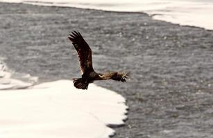 Bald Eagle flying over river photo