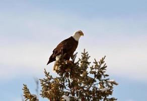 Bald Eagle perched in tree photo