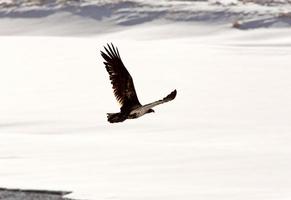 Bald Eagle flying over river photo