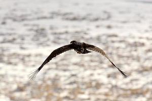 águila calva en vuelo foto