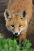 cachorro de zorro rojo en saskatchewan foto