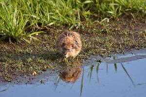 Muskrat along shore of roadside pothole photo