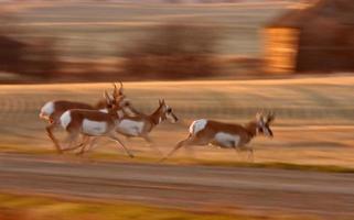 Pronghorn Antelope running through Saskatchewan field photo