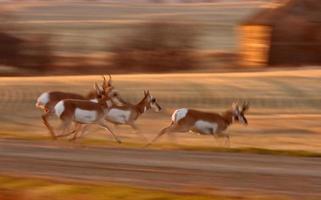 antílope berrendo corriendo por el campo de saskatchewan foto