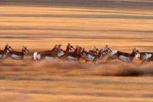 Pronghorn Antelope running through Saskatchewan field photo