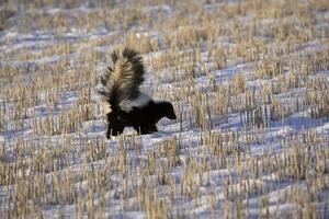 Skunk in snow covered field photo