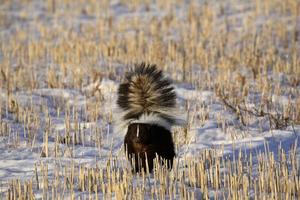 Skunk in snow covered field photo