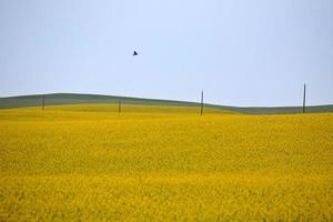 Canola crop in bloom in scenic Saskatchewan photo