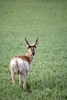 Male antelope in a Saskatchewan field of chickpeas photo