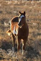 pinto horse in summer pasture photo