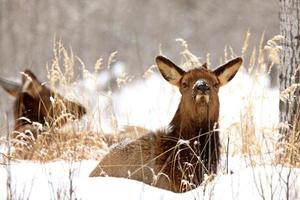 Elk in Winter Canada