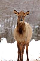 Elk in Winter Canada photo