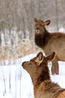 Elk in Winter Canada photo