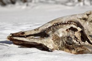 Jaw bone of a slain member of the deer family photo