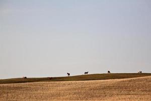 caballos pastando en una elevación en saskatchewan foto