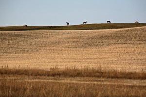 Horses grazing on a rise in Saskatchewan photo