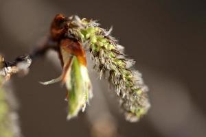 brotes de primavera en el árbol de álamo temblón en saskatchewan foto