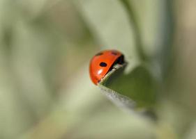 mariquita en una planta en saskatchewan foto