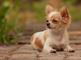 Animal, pet. Chihuahua longhair dog lies on the pavement. photo