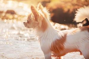 Chihuahua long-haired white-red color looks towards the river. Dog on a walk on a sunny day. photo