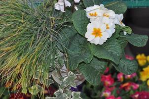 white primrose flower photo