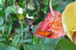 Butterfly insect animal photo