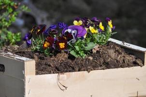 violet primrose flower photo