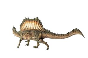 Spinosaurus , dinosaur on white background . photo