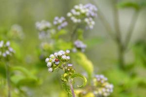 mariquita roja o escarabajo mariquita, coccinellidae sentado en flor de niebla, ageraatum salvaje o flor de hilo dental foto