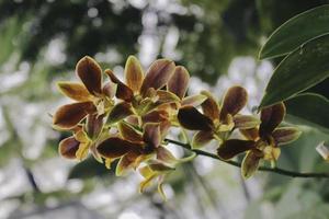 Catasetum Orchids, one of the most unique orchids hybrid. photo