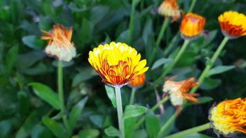 Calendula officinalis, the pot marigold, common marigold, ruddles or Scotch marigold, spring blooming flower photo