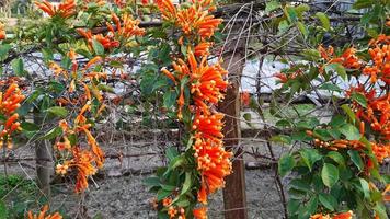 Pyrostegia venusta or flamevine or orange trumpetvine, spring blooming flower photo