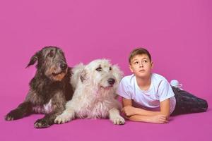curious cheerful eleven years teen in white t-shirt and jeans with grey and white Irish Wolfhounds on fuchsia color background in photo studio