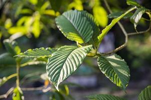 Kratom Mitragyna speciosa green Is a type of drug photo