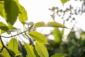 Kratom Mitragyna speciosa green Is a type of drug photo