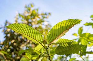 Kratom Mitragyna speciosa green Is a type of drug photo