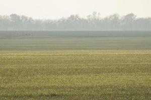 field with young wheat and fog over the field photo