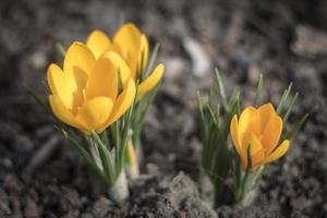 primeras flores de primavera. azafranes amarillos foto