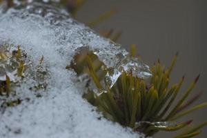 the snow melts on spruce needles photo
