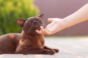 Burmese cat lying outdoor and child hand petting  cat neck