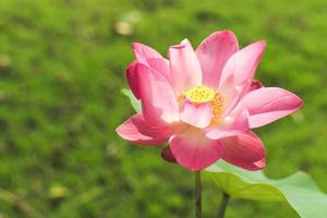 Top view of closeup the blossom pink lotus with big green leaves isolated on the shadow of bush in background photo