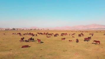 Herd of beautiful wild yilki gorgeous horses stand in meadow field in central anatolia Keyseri Turkey video