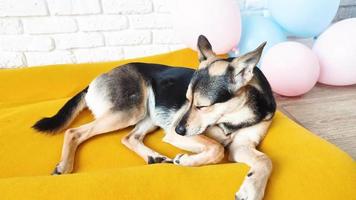 Süßer, müder Mischlingshund, der auf einem leuchtend gelben Hundebett liegt und schläft video
