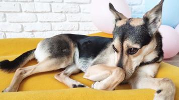 Süßer, müder Mischlingshund, der auf einem leuchtend gelben Hundebett liegt und schläft video
