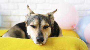 huisdier zorg concept. schattige vermoeide hond van gemengd ras die op hondenbed ligt te slapen video