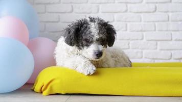 cute curly mixed breed dog lying on dog bed looking around video