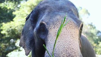 Elephants are eating food at the camp , Chiangmai Thailand. video